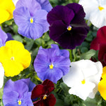 Load image into Gallery viewer, Pansy Clear Crystals Mix

