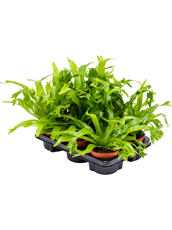 Asplenium Amy