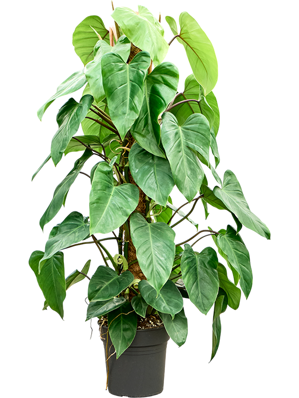 Philodendron Emerald Queen