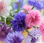 Load image into Gallery viewer, Cornflower Polka Dot Mix
