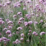 Load image into Gallery viewer, Butterflies Flowers Seed Collection
