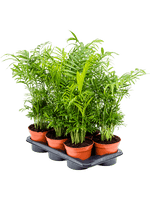 Load image into Gallery viewer, Chamaedorea Elegans
