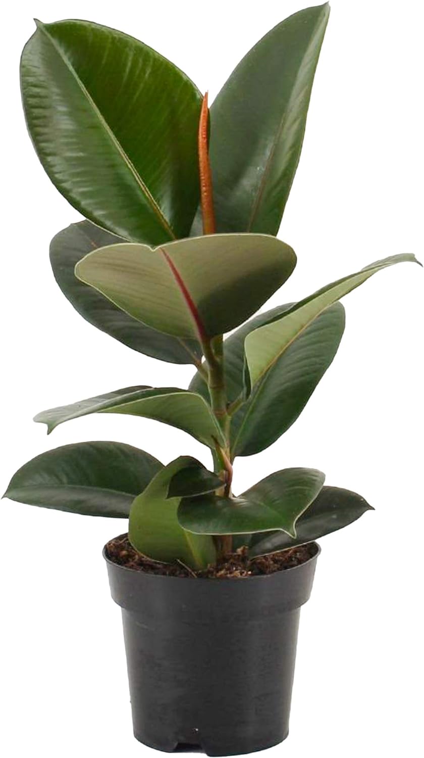 Ficus Elastica Robusta
