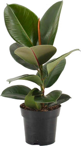 Ficus Elastica Robusta