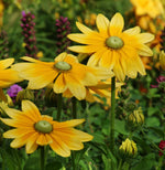 Load image into Gallery viewer, Rudbeckia Green Eyes
