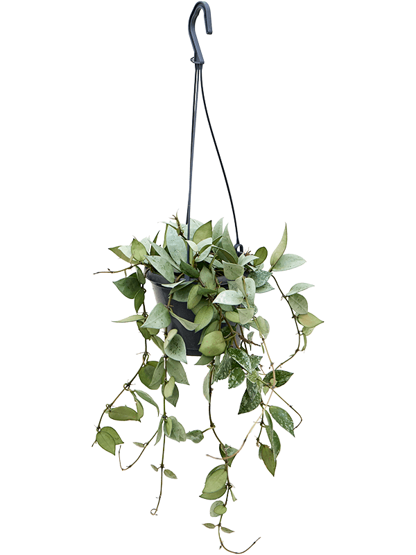 Hoya Krohniana 'Eskimo' hanger