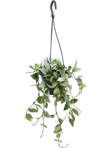 Hoya Krohniana 'Eskimo' hanger