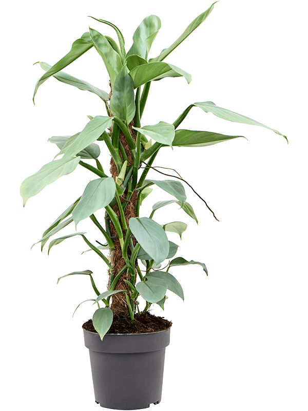Philodendron Silver Queen