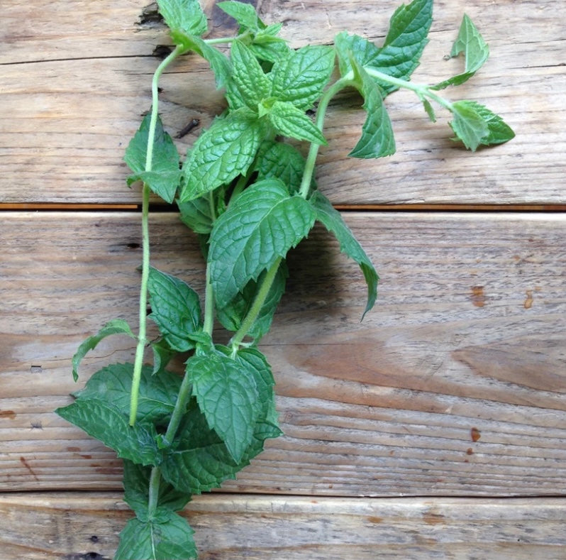 Moroccan Spearmint