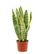 Load image into Gallery viewer, Sanseveria Laurentii
