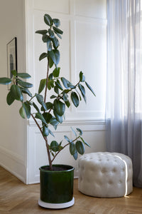 Modena Emerald Green