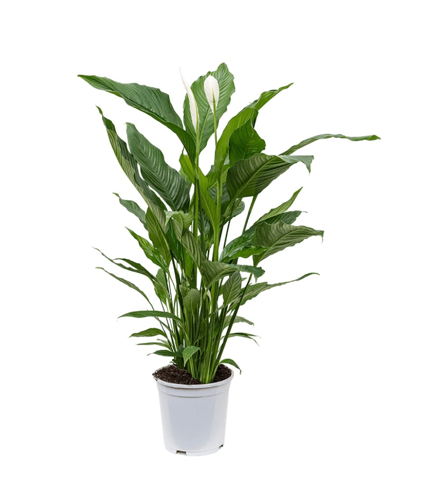 Spathiphyllum Sweet Lauretta