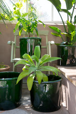 Load image into Gallery viewer, Modena Emerald Green
