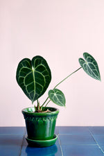Load image into Gallery viewer, Copenhagen Glazed Green
