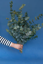 Load image into Gallery viewer, Fresh Eucalyptus Bunch
