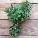 Load image into Gallery viewer, Oregano Greek
