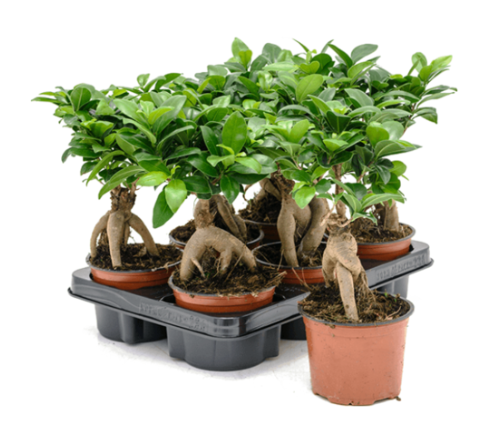 Ficus Microcarpa Ginseng
