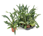 Load image into Gallery viewer, Platycerium Bifurcatum
