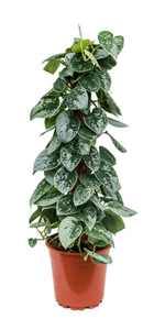 Scindapsus Pictus Silvery Ann
