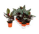 Load image into Gallery viewer, Calathea Ornata
