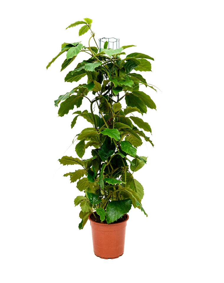 Tetrastigma Voinierianum
