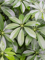 Load image into Gallery viewer, Schefflera Arboricola Compacta

