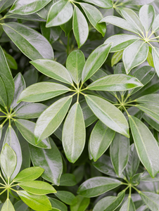 Schefflera Arboricola Compacta