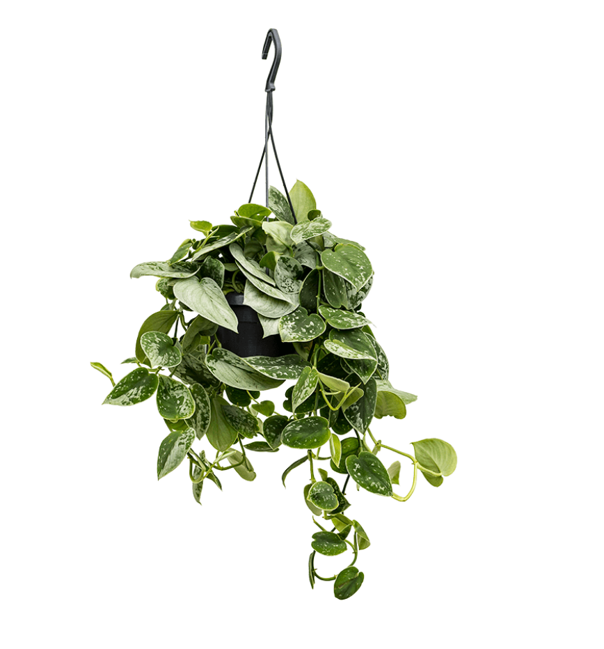 Scindapsus Pictus Silvery Ann