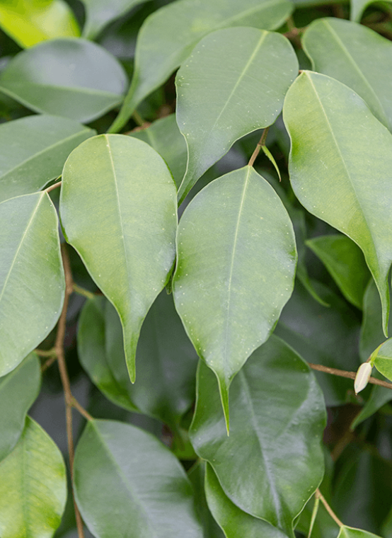 Ficus Benjamina Danielle