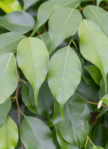 Ficus Benjamina Danielle