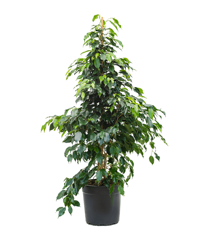 Ficus Benjamina Danielle