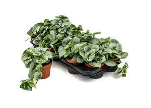 Scindapsus Pictus Silvery Ann