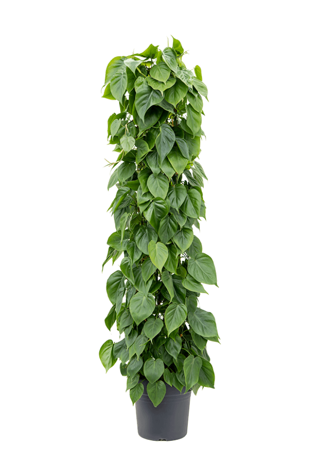 Philodendron Scandens Column
