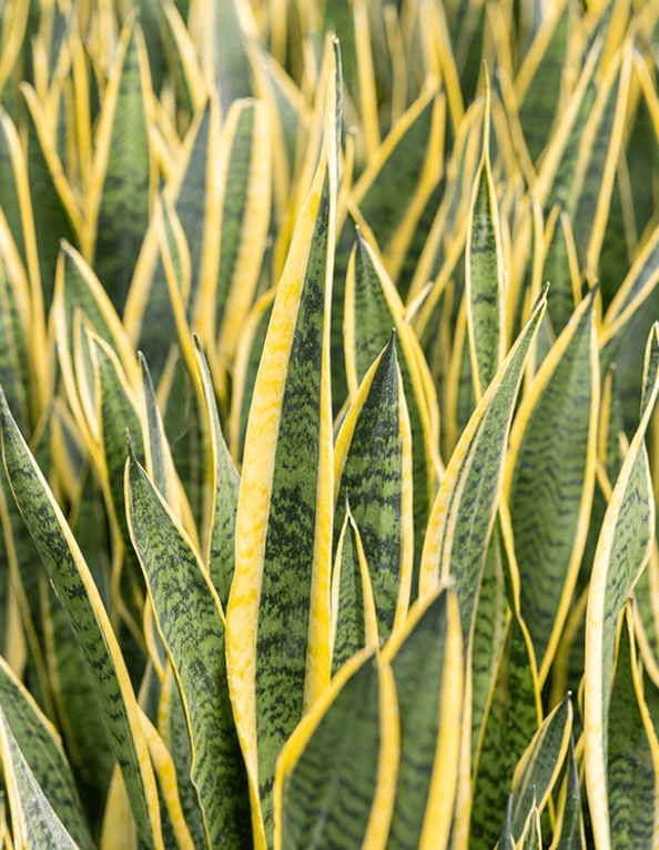 Sanseveria Laurentii