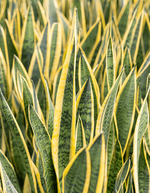 Load image into Gallery viewer, Sanseveria Laurentii
