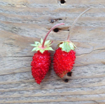 Load image into Gallery viewer, Alpine Strawberry
