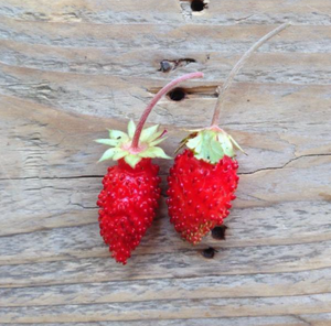 Alpine Strawberry