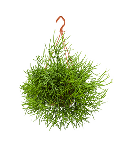 Rhipsalis Heteroclada