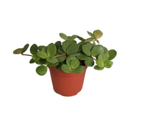 Peperomia Tetraphylla Hope