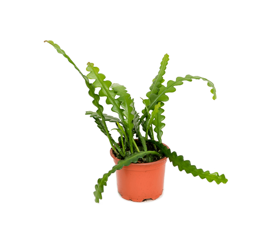 Epiphyllum Anguliger
