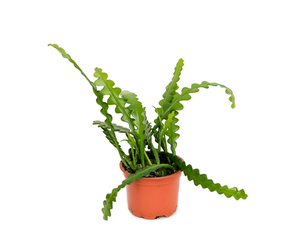 Epiphyllum Anguliger