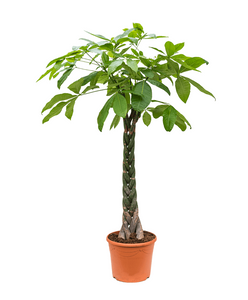 Pachira Aquatica