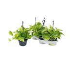 Load image into Gallery viewer, Epipremnum Marble Queen
