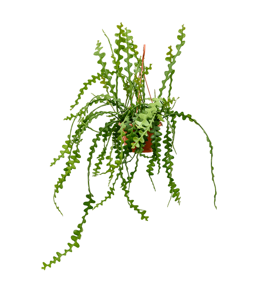 Epiphyllum Anguliger Hanger
