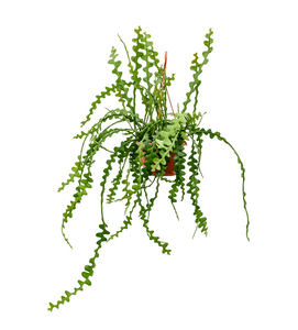 Epiphyllum Anguliger Hanger