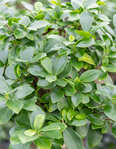 Ficus Microcarpa Compacta S Stem