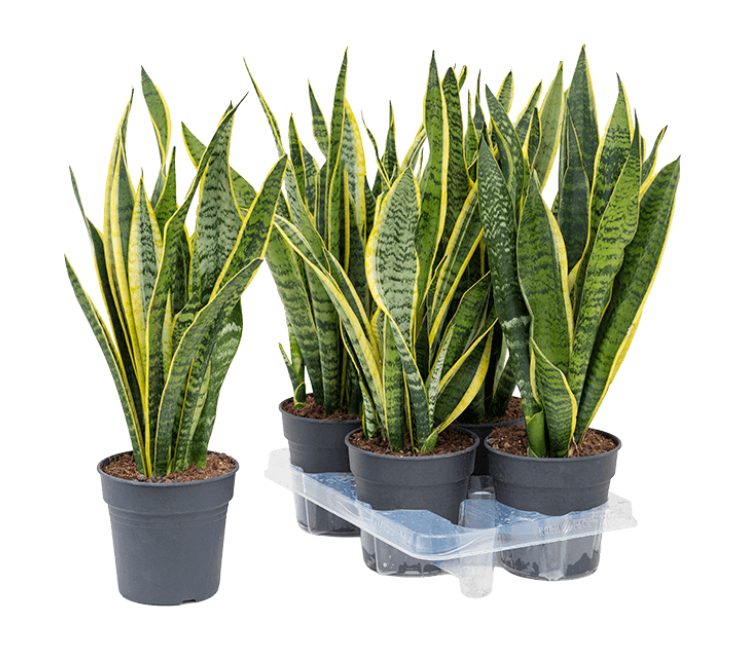 Sanseveria Laurentii