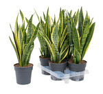 Load image into Gallery viewer, Sanseveria Laurentii
