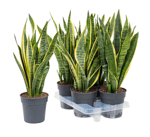 Sanseveria Laurentii
