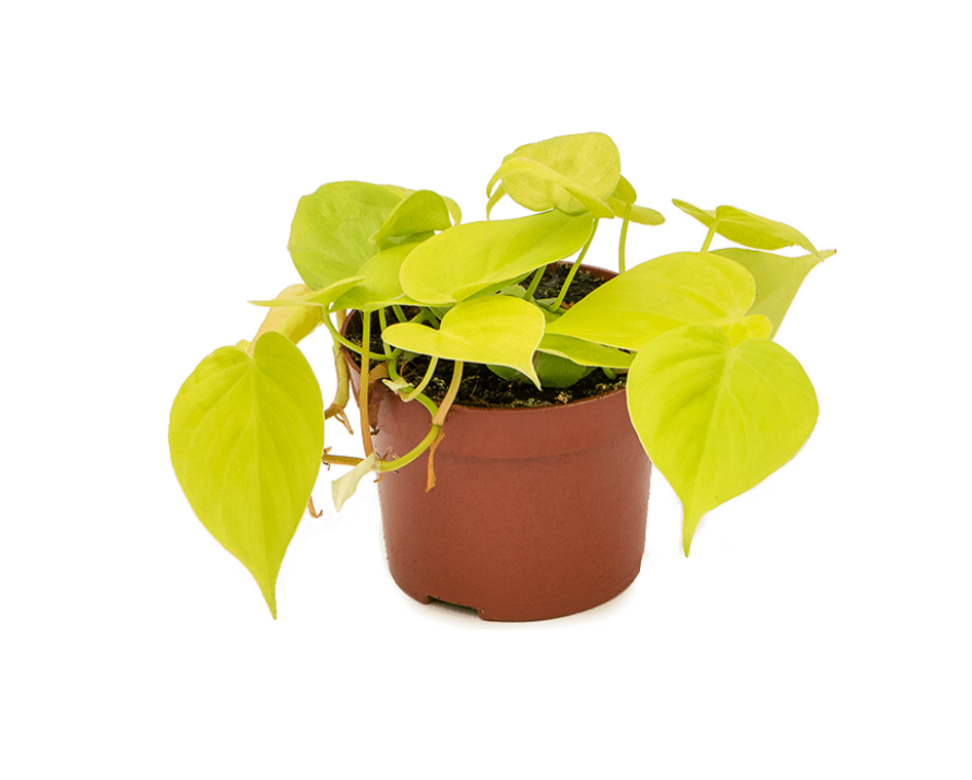 Philodendron Micans Lime
